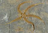 Detailed Ordovician Brittle Star (Ophiura) - Morocco #89225-1